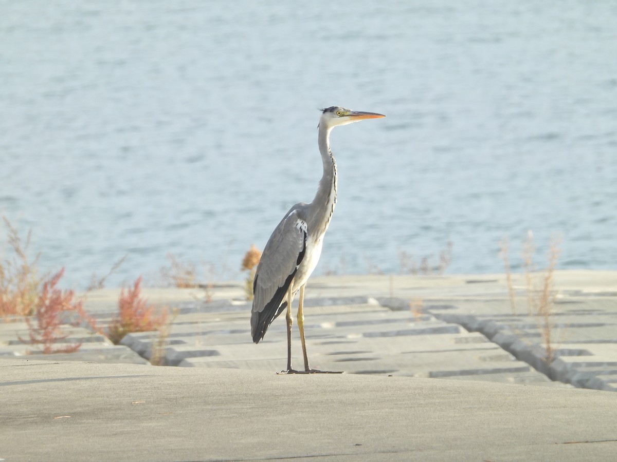 Gray Heron - ML645996096