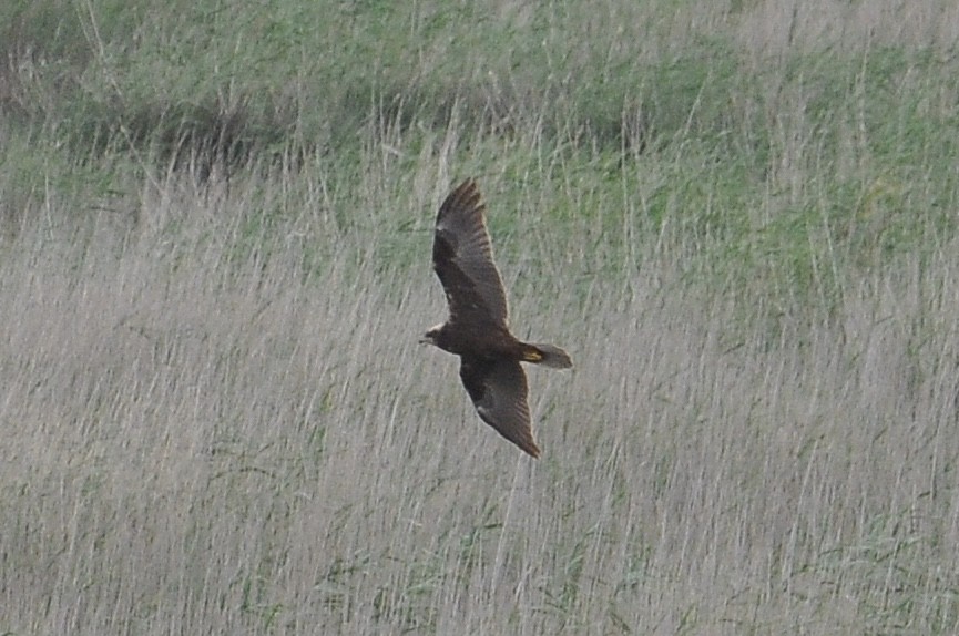 Western Marsh Harrier - ML645996098
