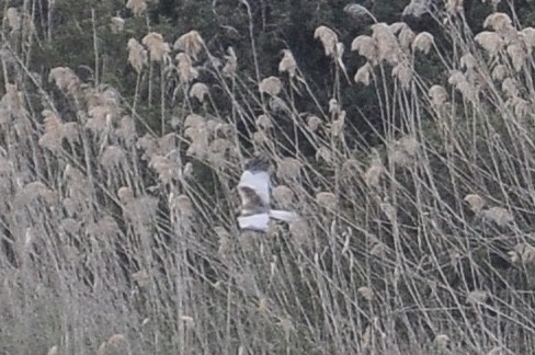 Western Marsh Harrier - ML645996099