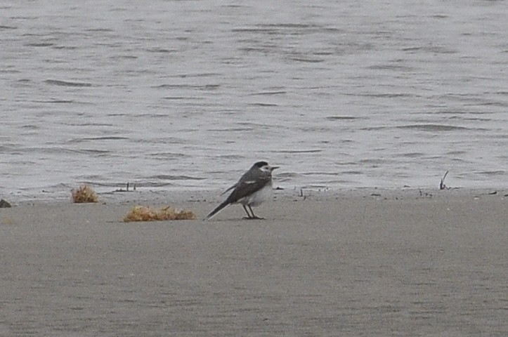 White Wagtail - ML645996102