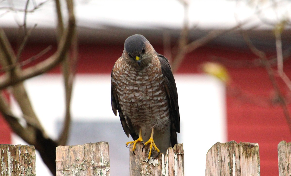 Sharp-shinned Hawk - ML645996103