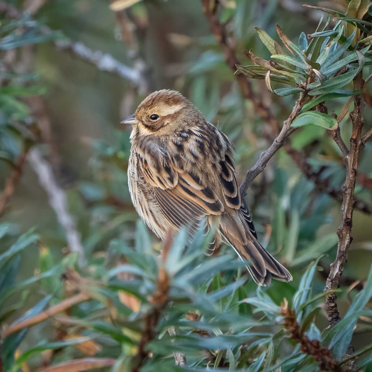Reed Bunting - ML645996106