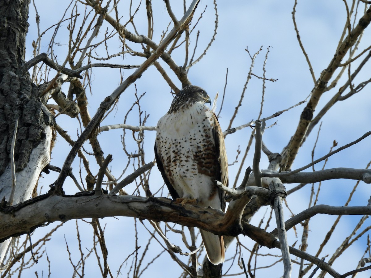 Ferruginous Hawk - ML645996109