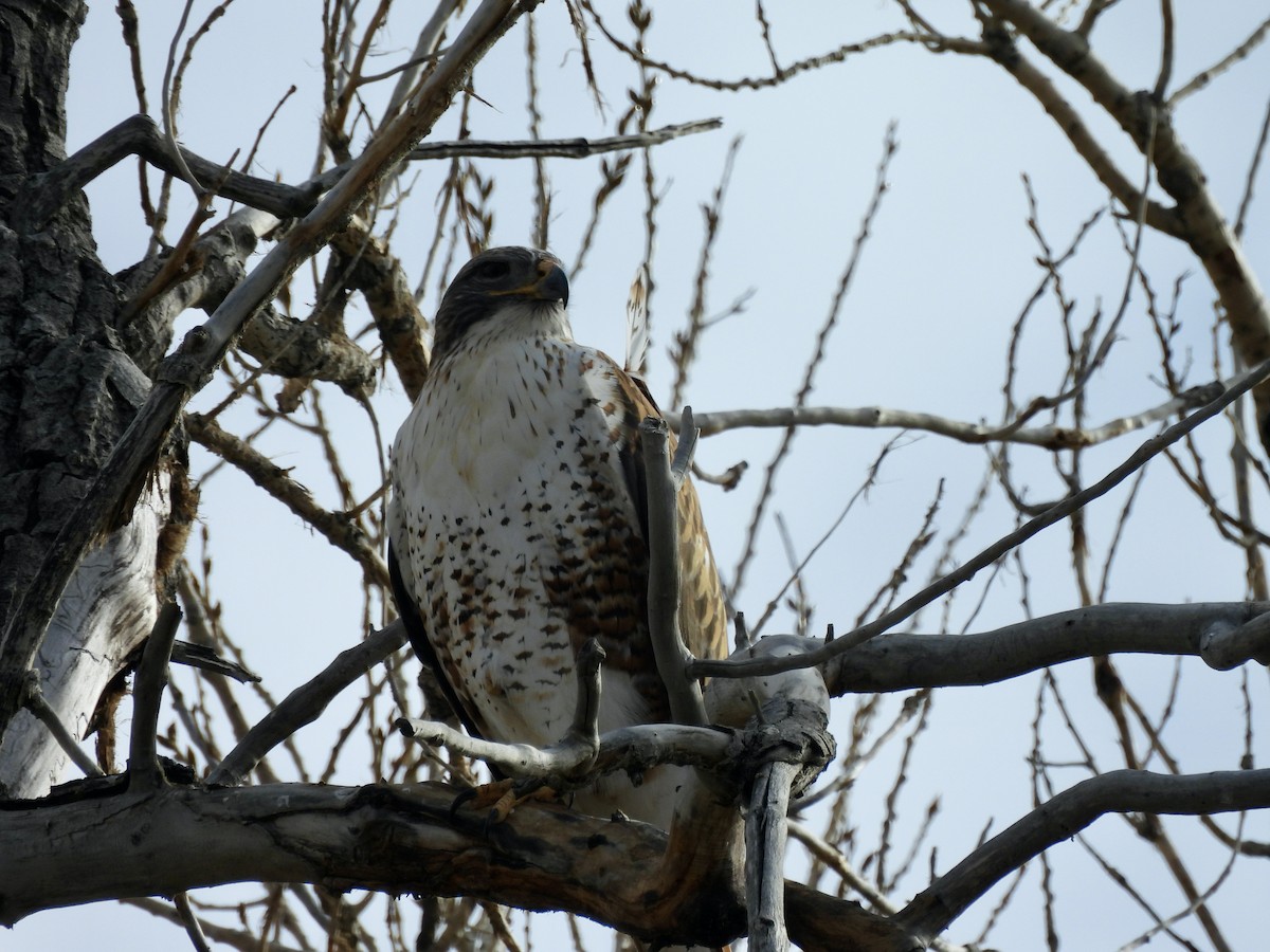 Ferruginous Hawk - ML645996110
