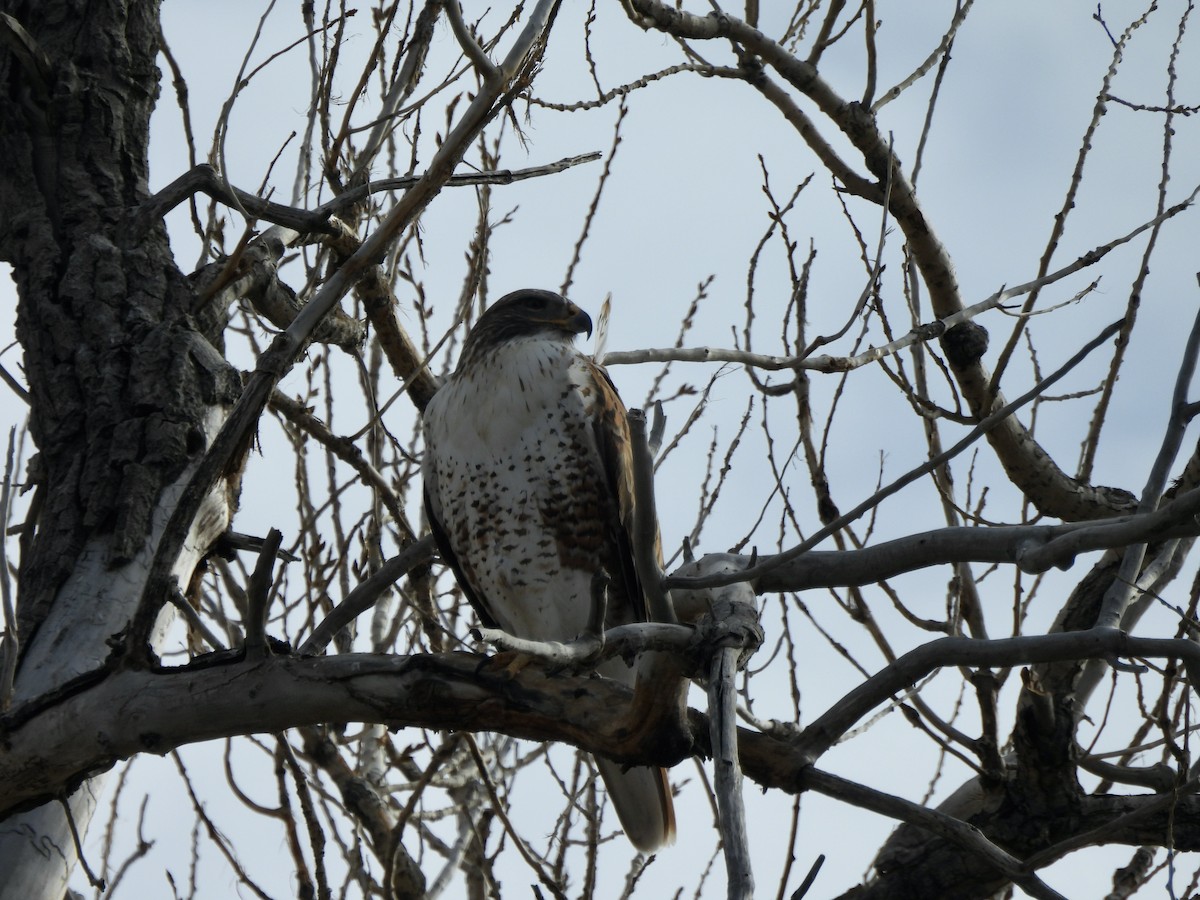 Ferruginous Hawk - ML645996111