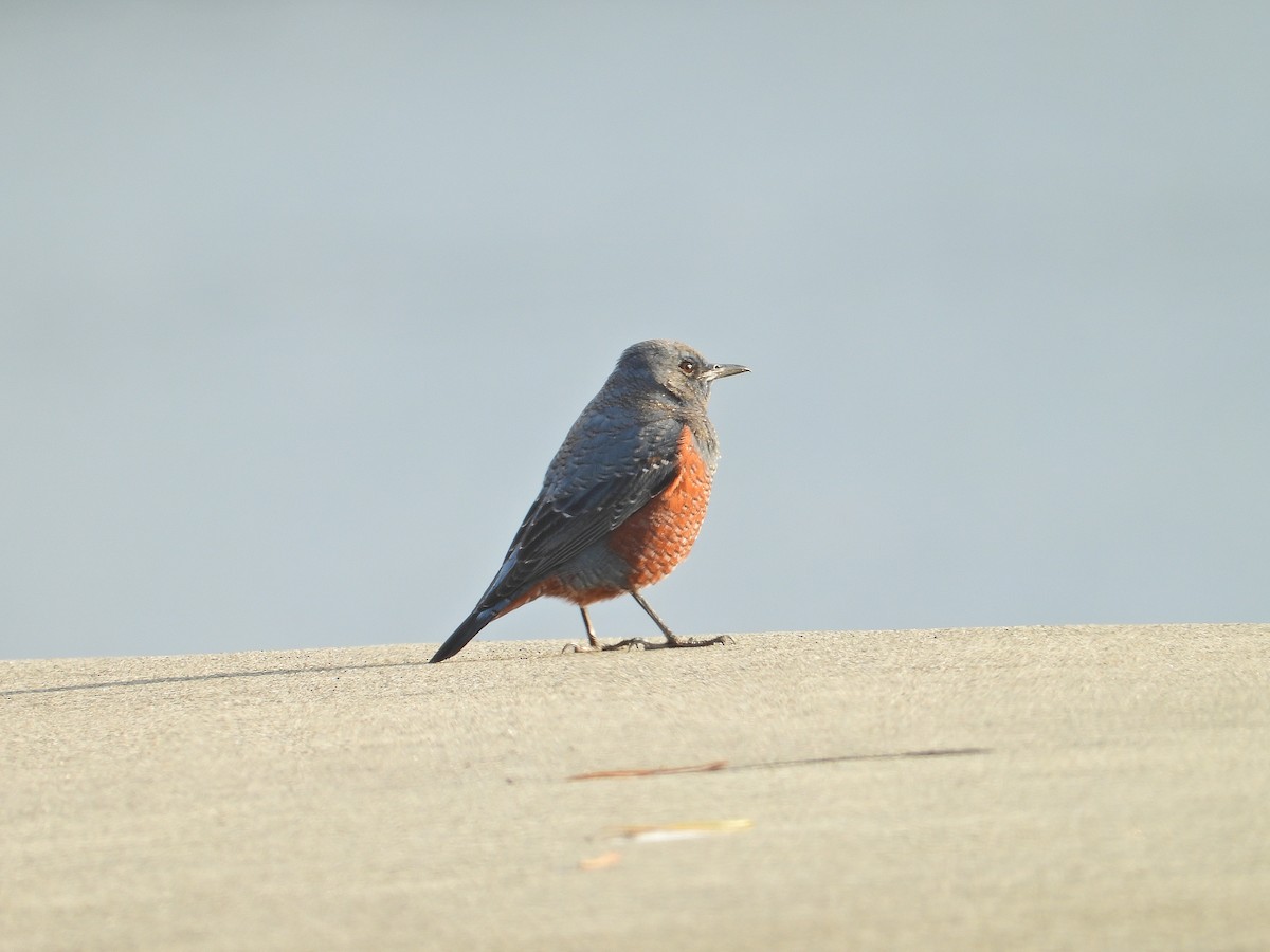 blåtrost - ML645996114