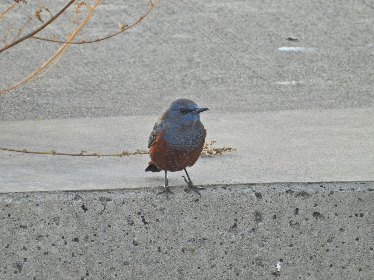 blåtrost - ML645996115