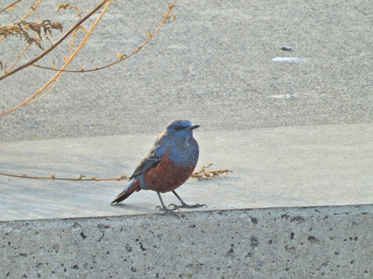 blåtrost - ML645996116