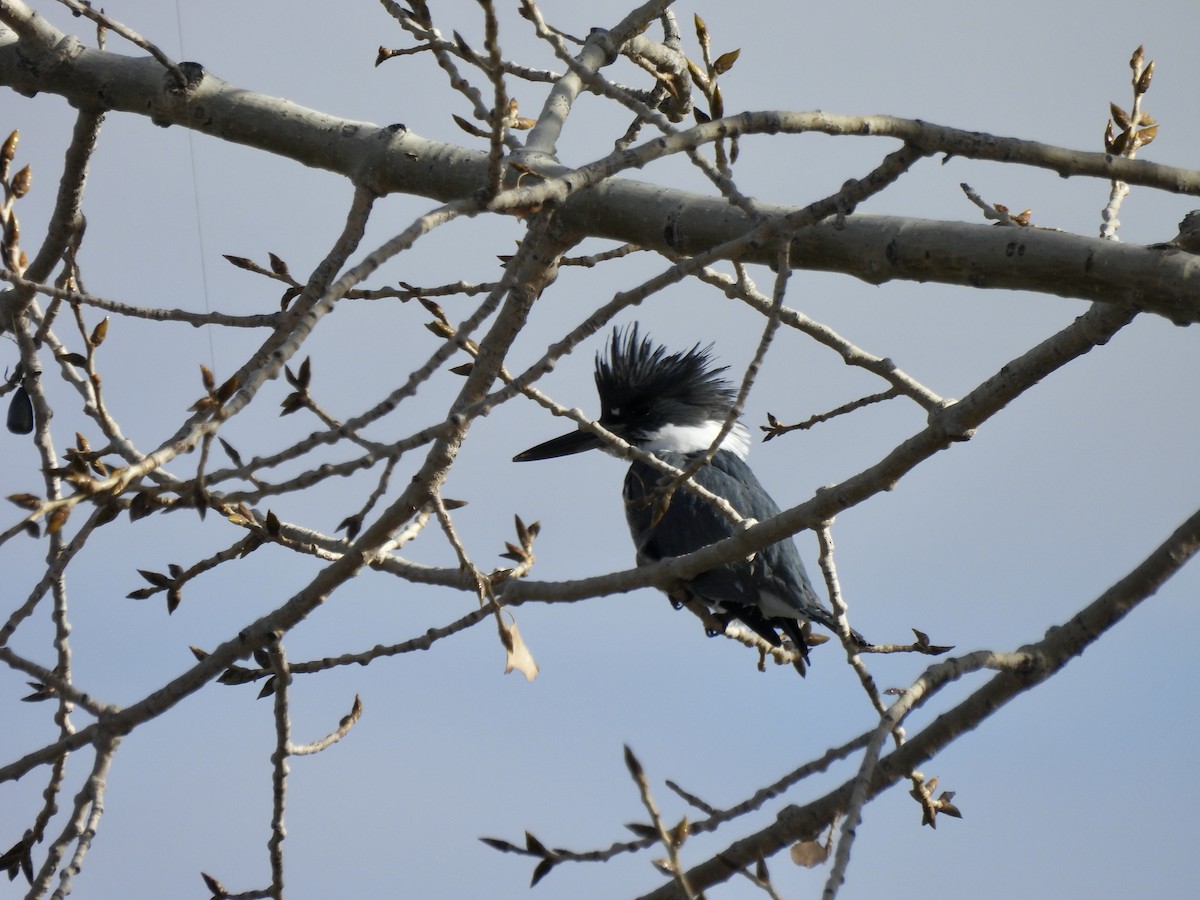 Belted Kingfisher - ML645996120