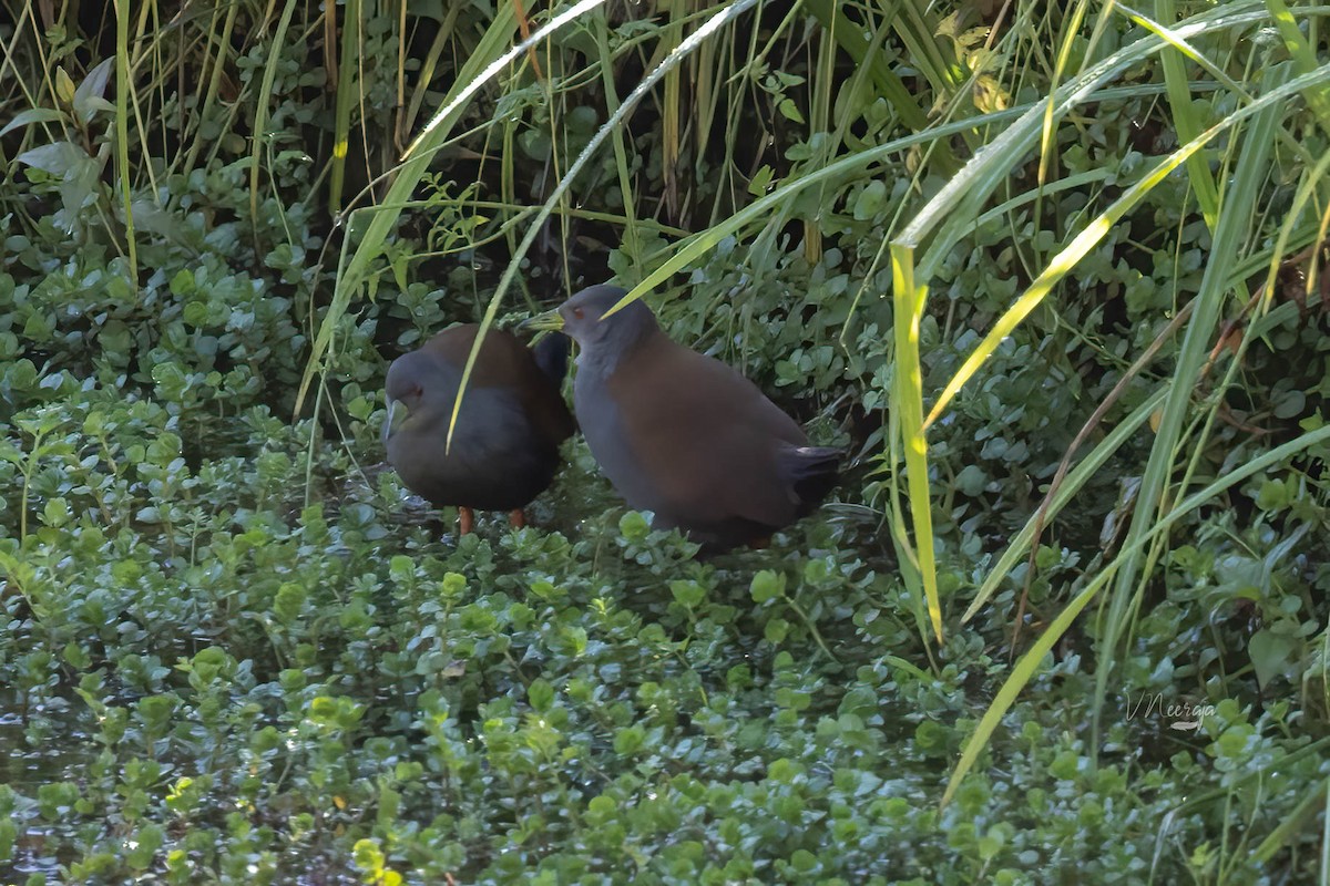 Black-tailed Crake - ML645996131