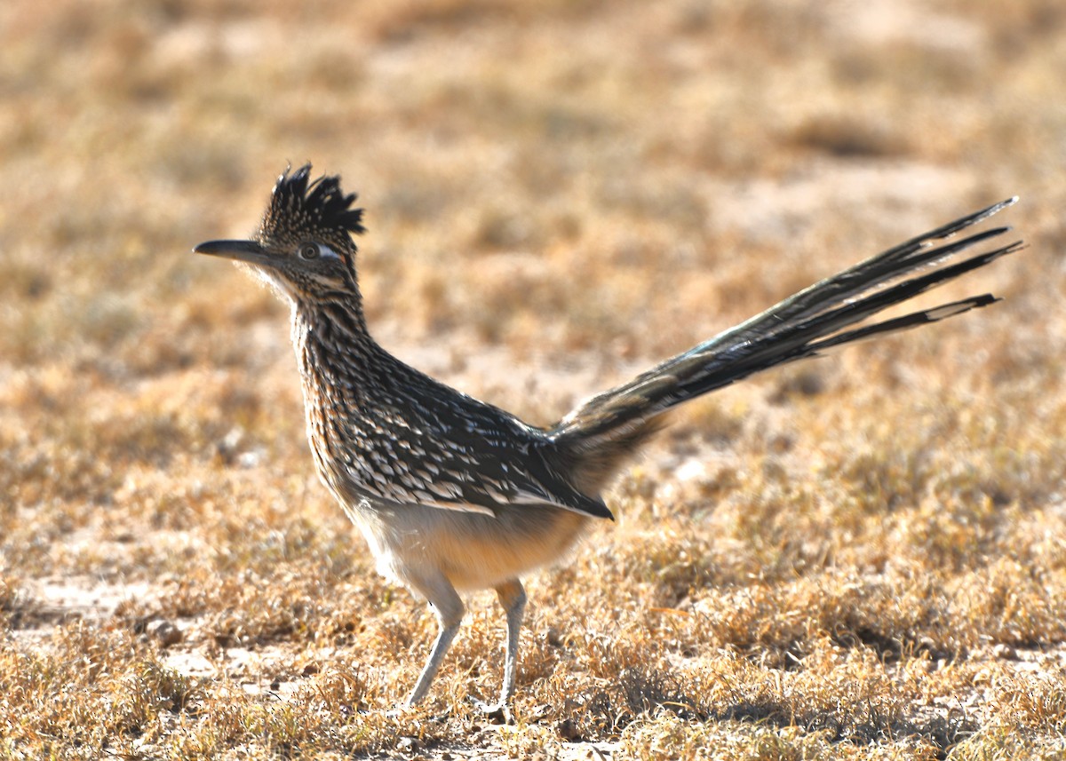 Greater Roadrunner - ML645996133
