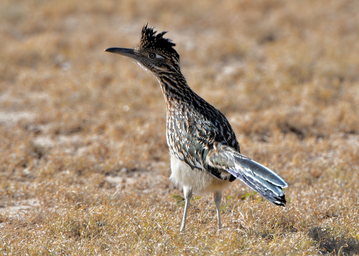 Greater Roadrunner - ML645996134