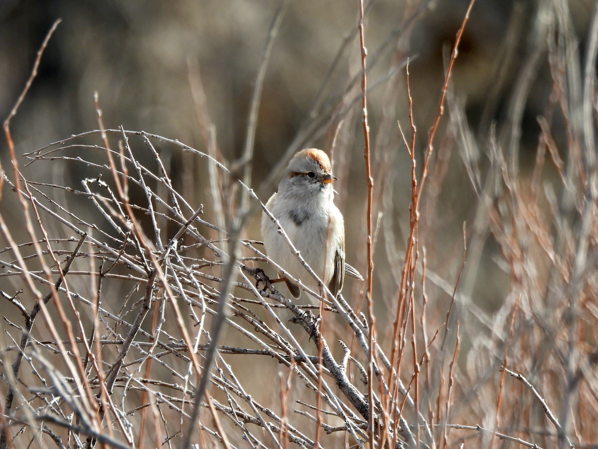 American Tree Sparrow - ML645996142