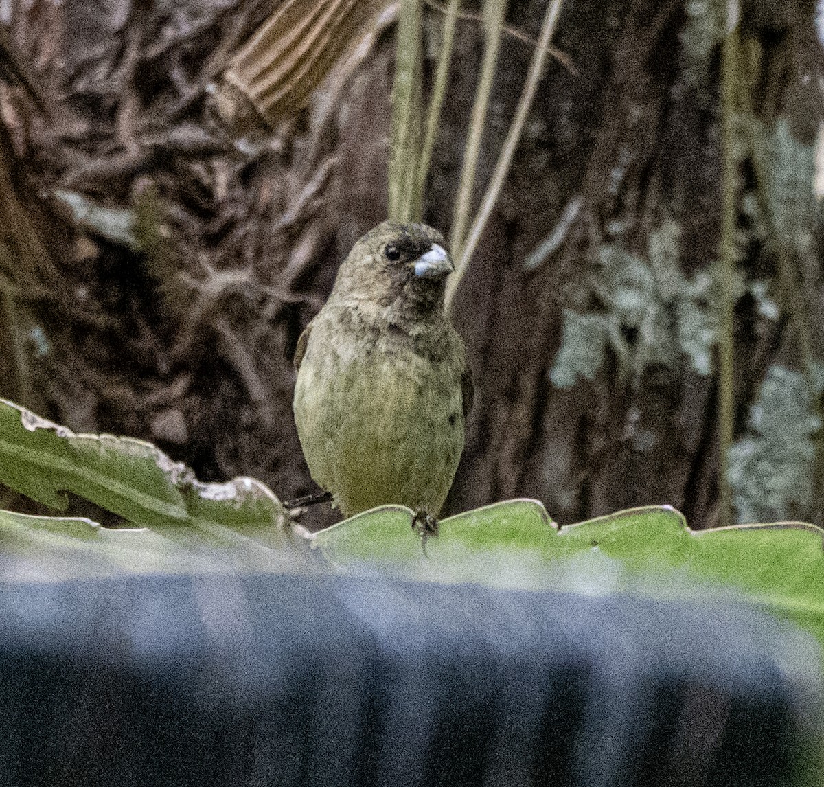 Yellow-bellied Seedeater - ML645996143