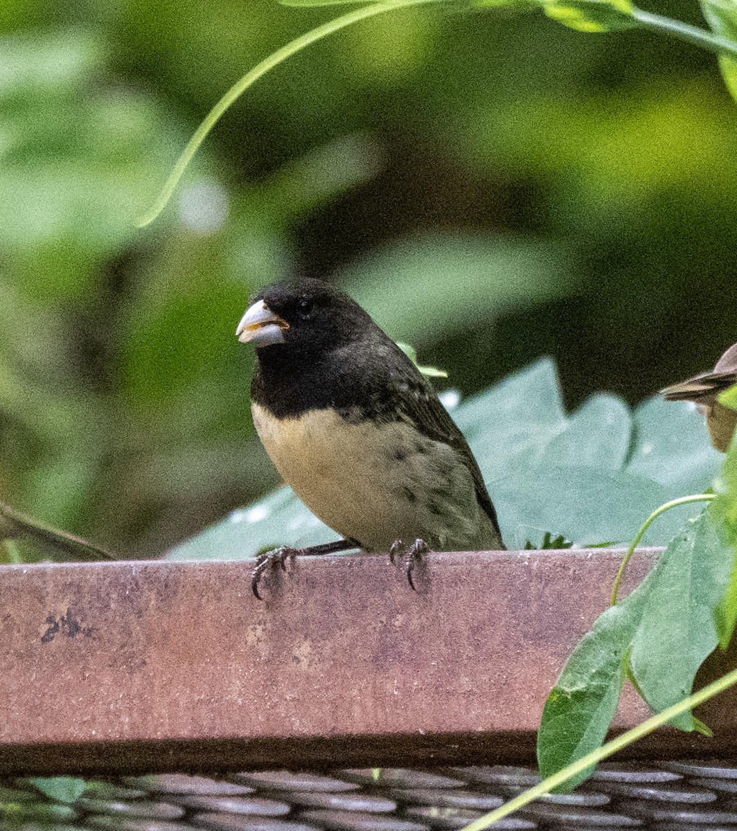 Semillero Ventriamarillo - ML645996144