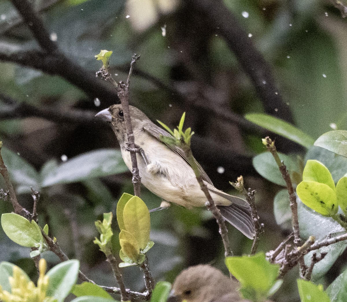 Yellow-bellied Seedeater - ML645996145