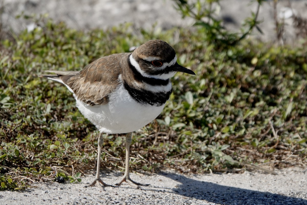 Chorlitejo Culirrojo - ML645996146