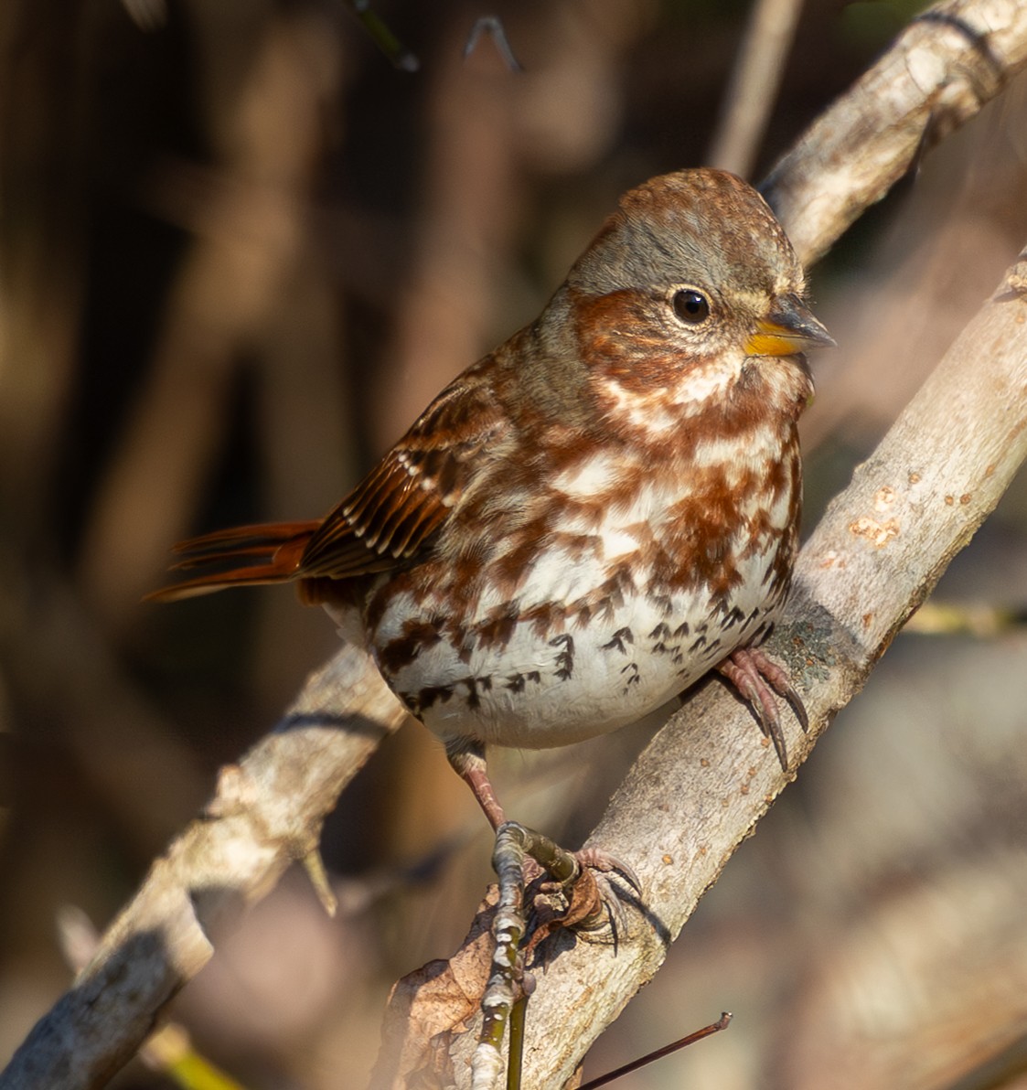 Chingolo Zorruno - ML645996150