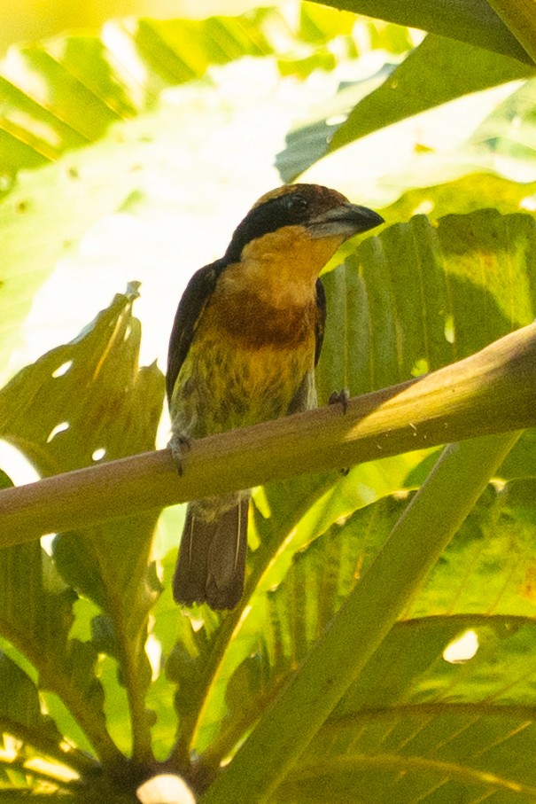 Cabezón Pechipardo - ML645996152