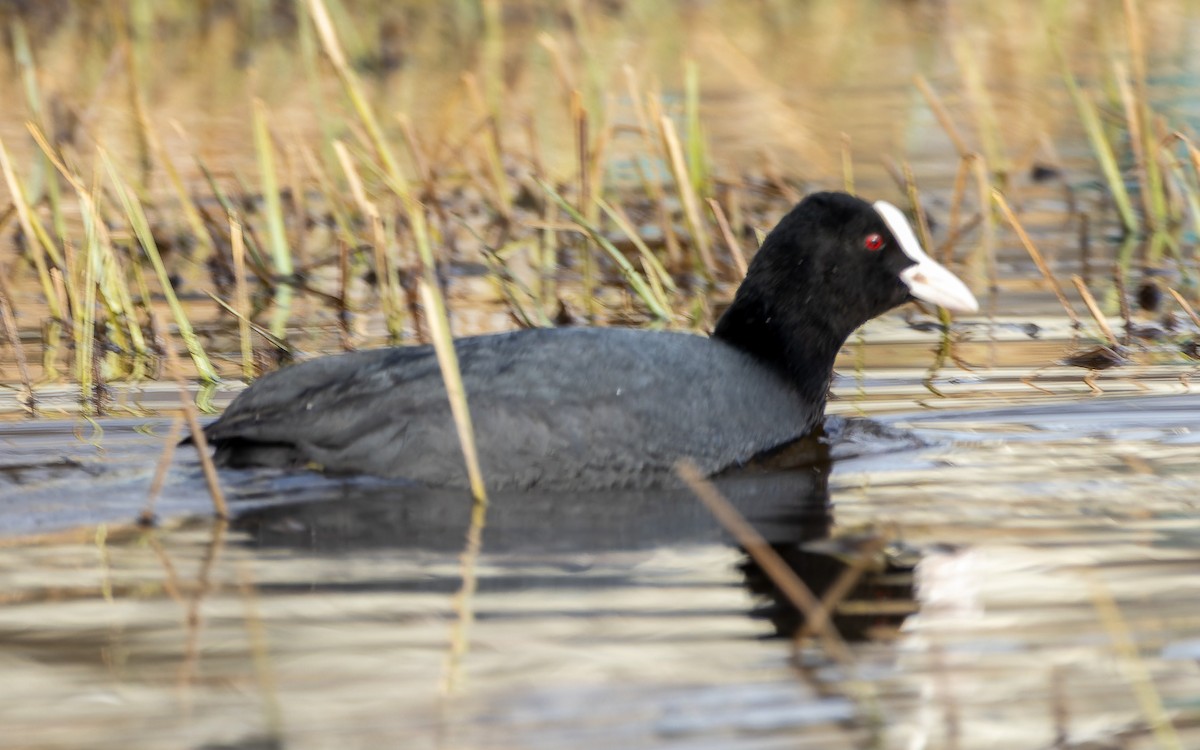 Focha Común - ML645996154