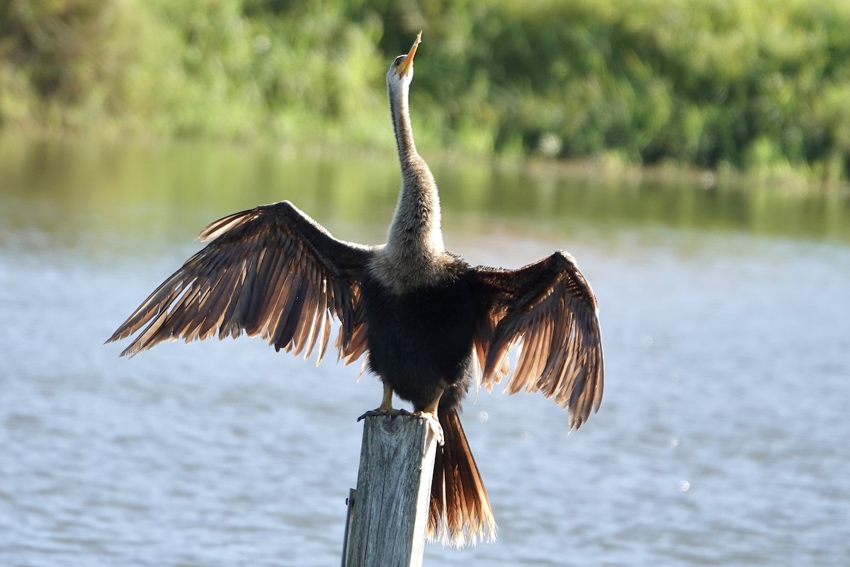 Anhinga Americana - ML645996159