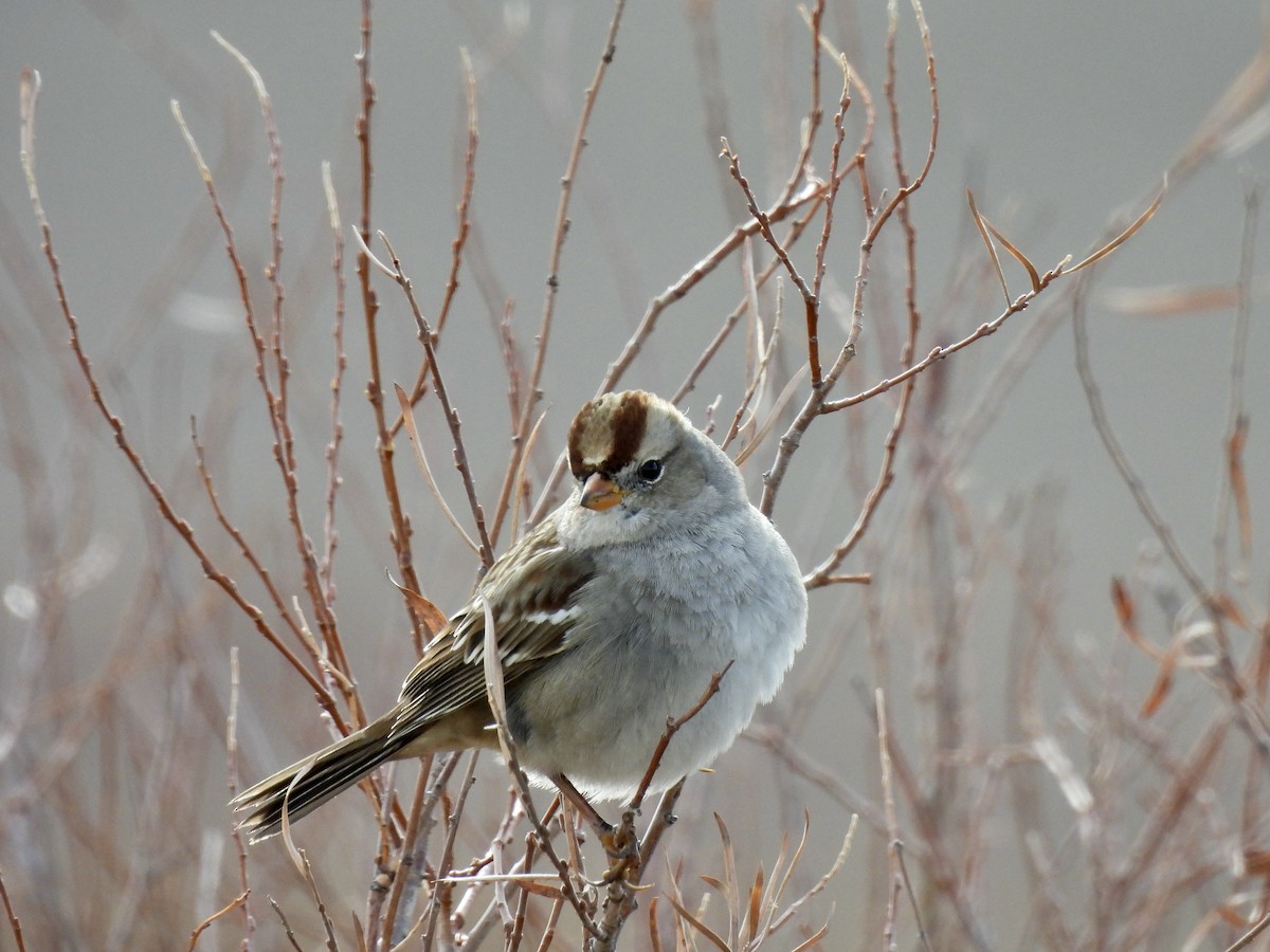 Chingolo Coroniblanco - ML645996160