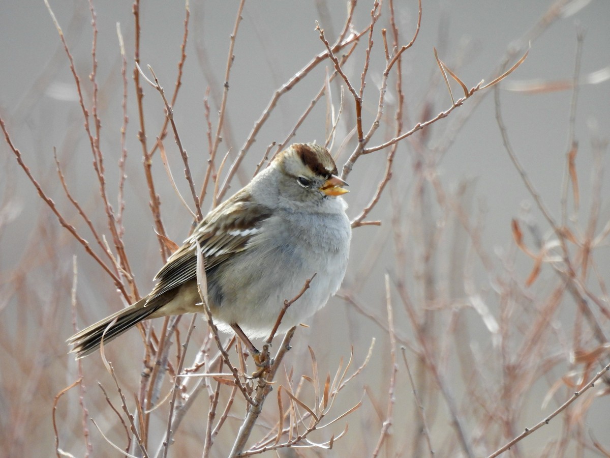 Chingolo Coroniblanco - ML645996161