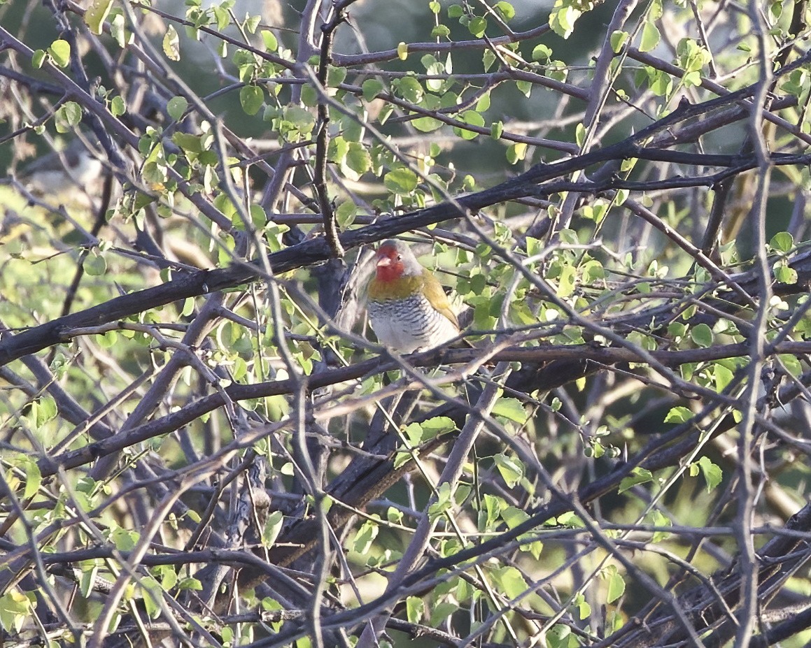 Estrilda Melba - ML645996163