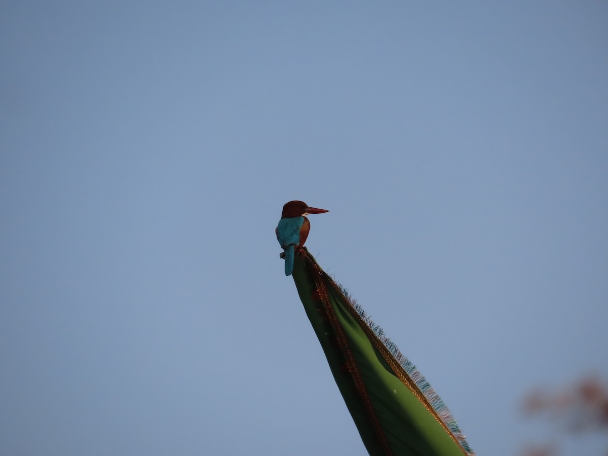 Martín Pescador Común - ML645996166
