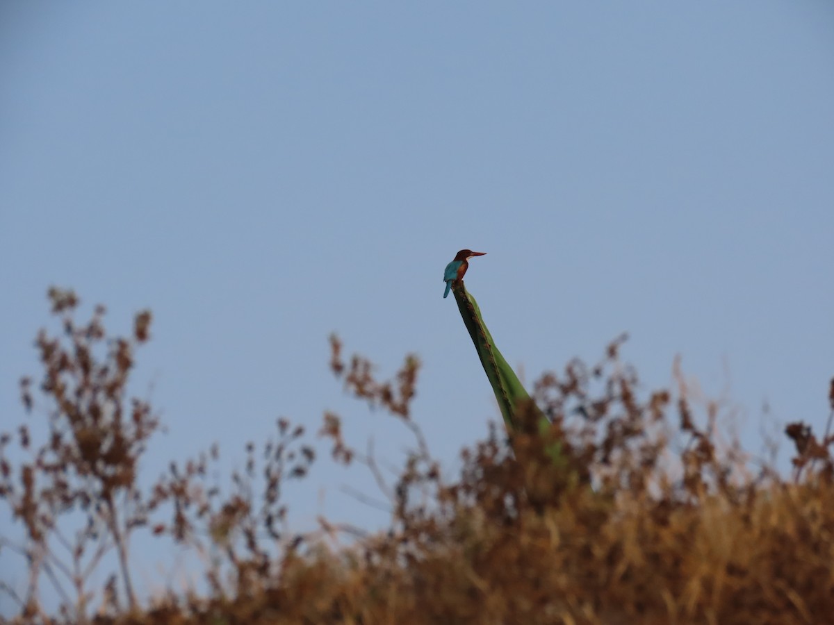 Martín Pescador Común - ML645996167