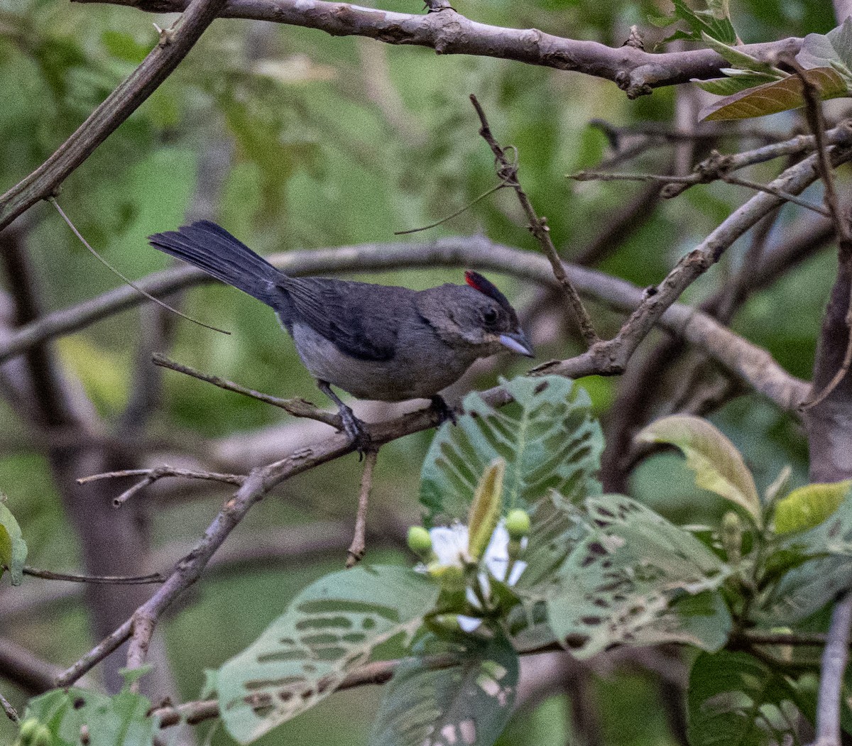 Soldadito Capirotado - ML645996169