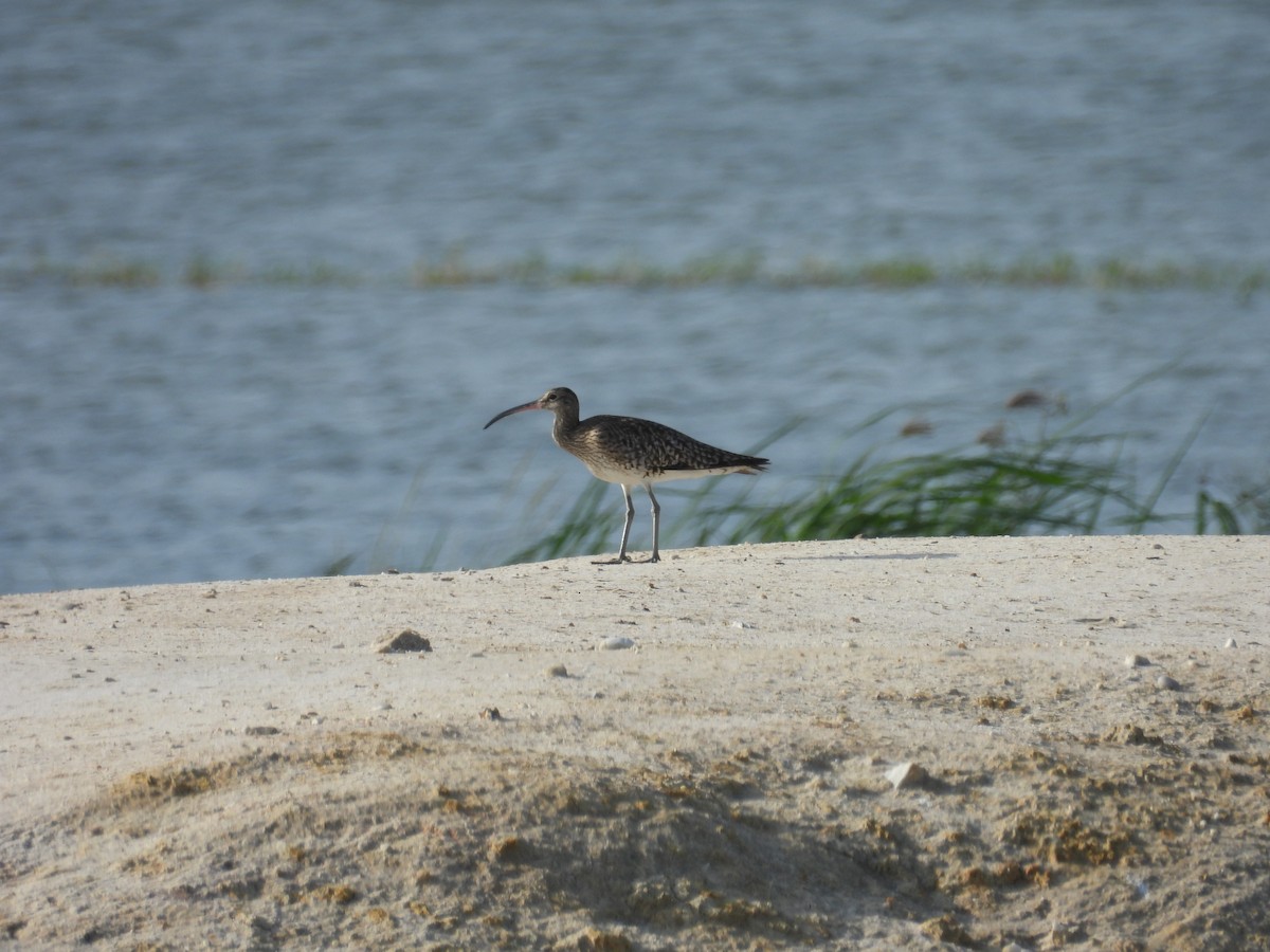 Zarapito Trinador Euroasiático - ML645996172