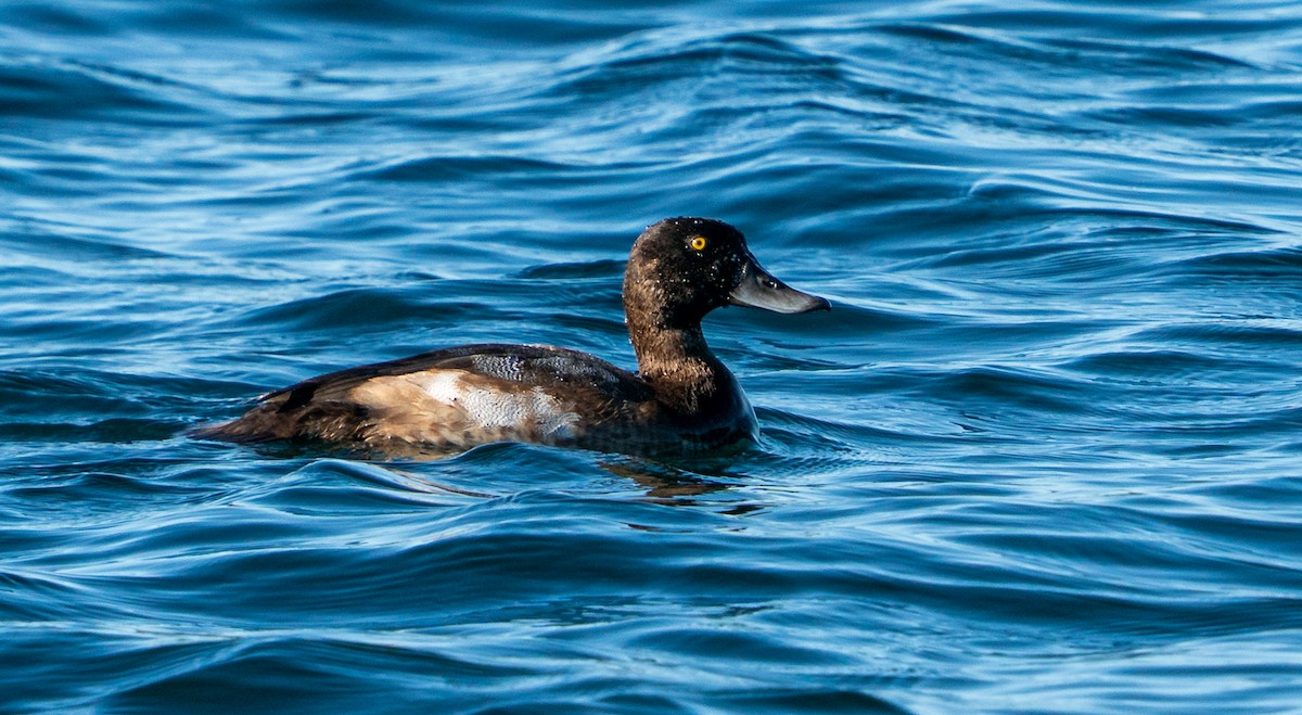 Porrón Bastardo - ML645996173