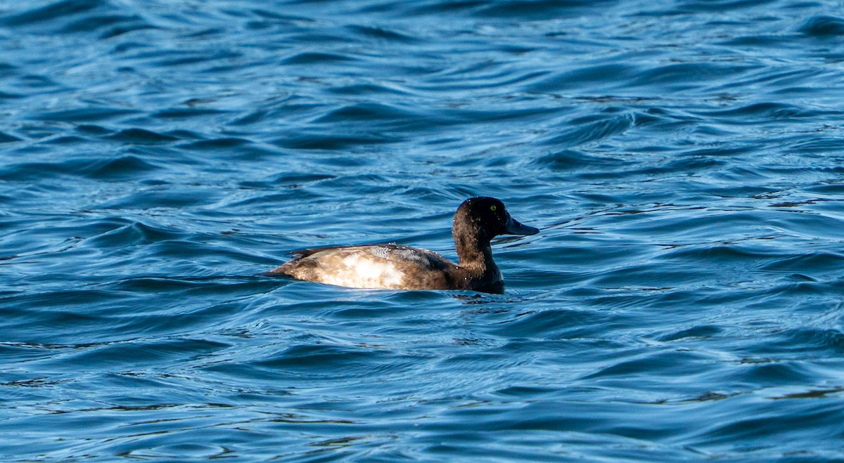 Porrón Bastardo - ML645996174