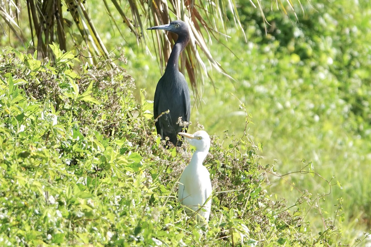 Garceta Azul - ML645996175