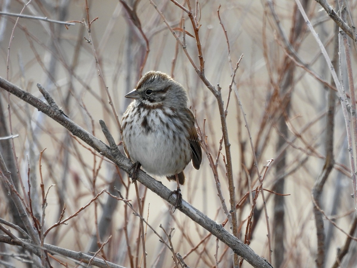 Chingolo Cantor - ML645996176