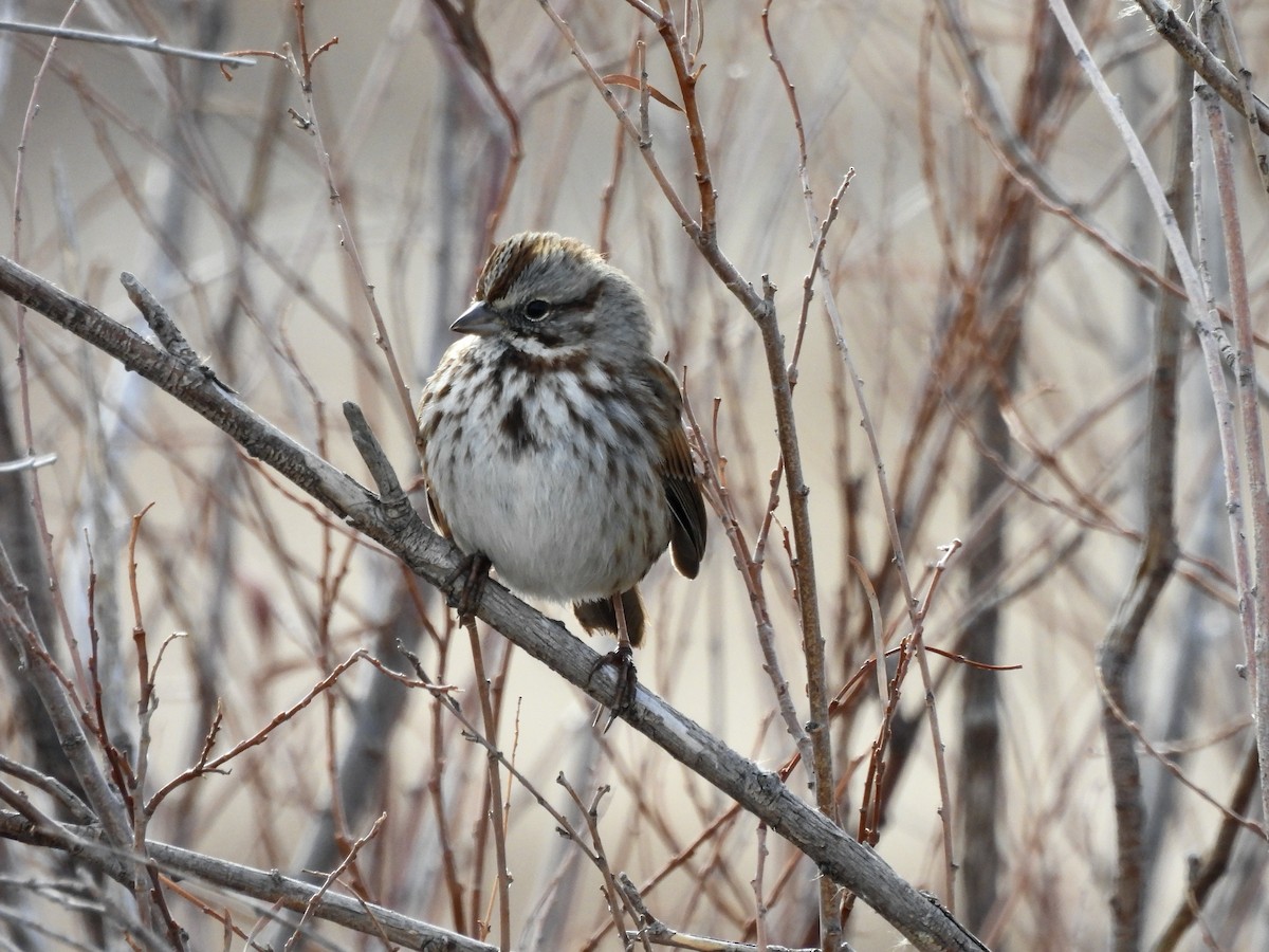 Chingolo Cantor - ML645996177
