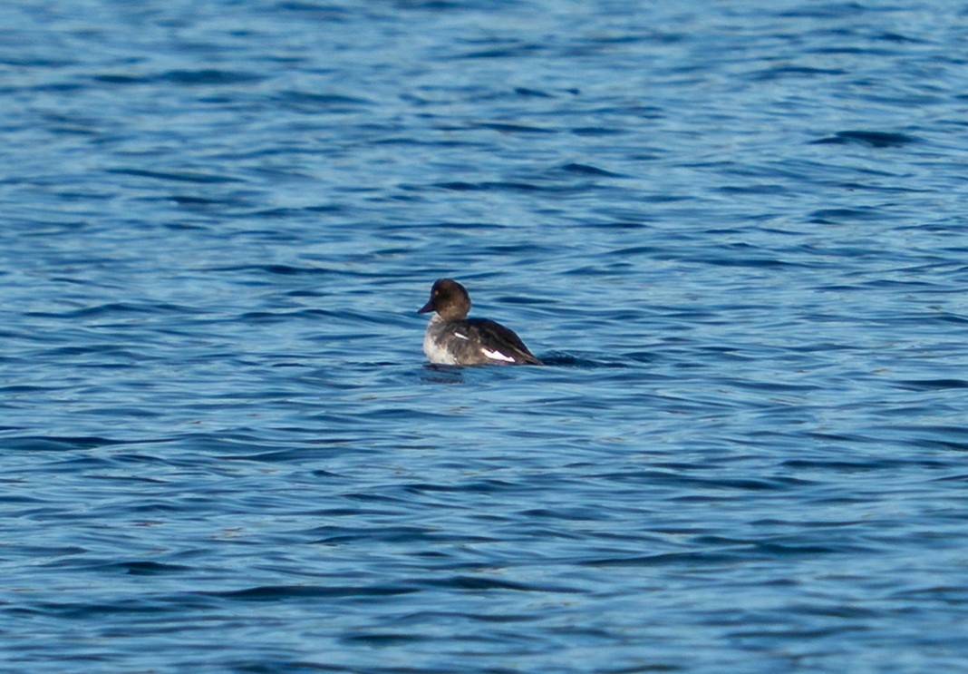 Porrón Osculado - ML645996178