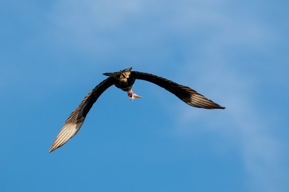 Caracara Carancho - ML645996179