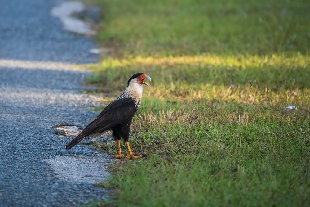 Caracara Carancho - ML645996180