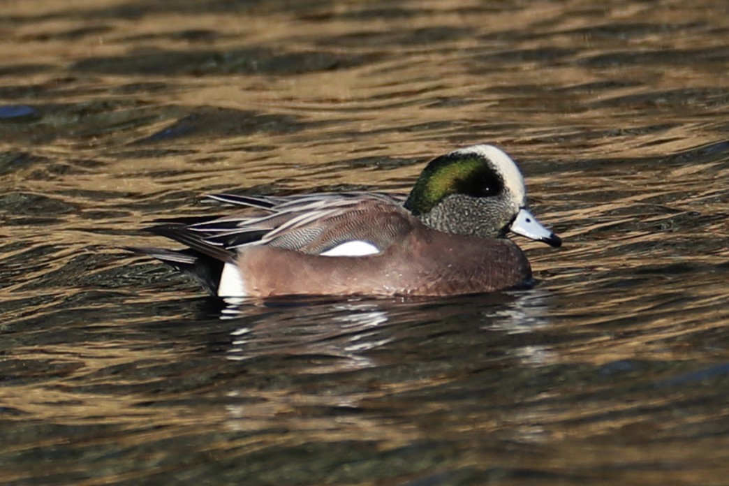 Silbón Americano - ML645996181