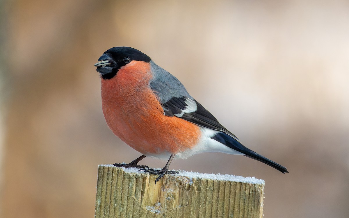 Camachuelo Común - ML645996182
