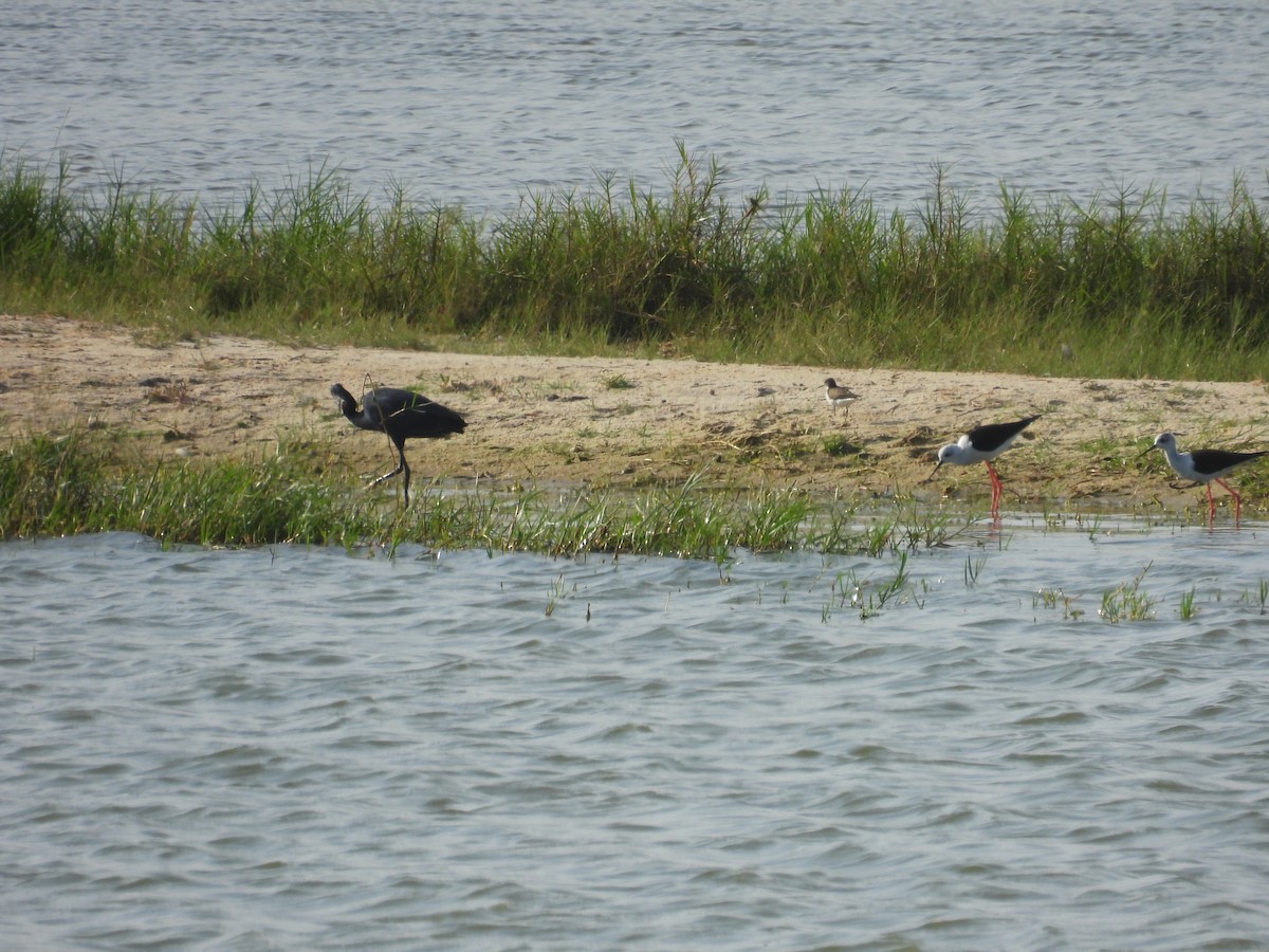 Cigüeñuela Común - ML645996183