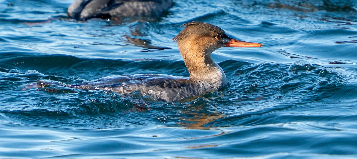 Serreta Mediana - ML645996185