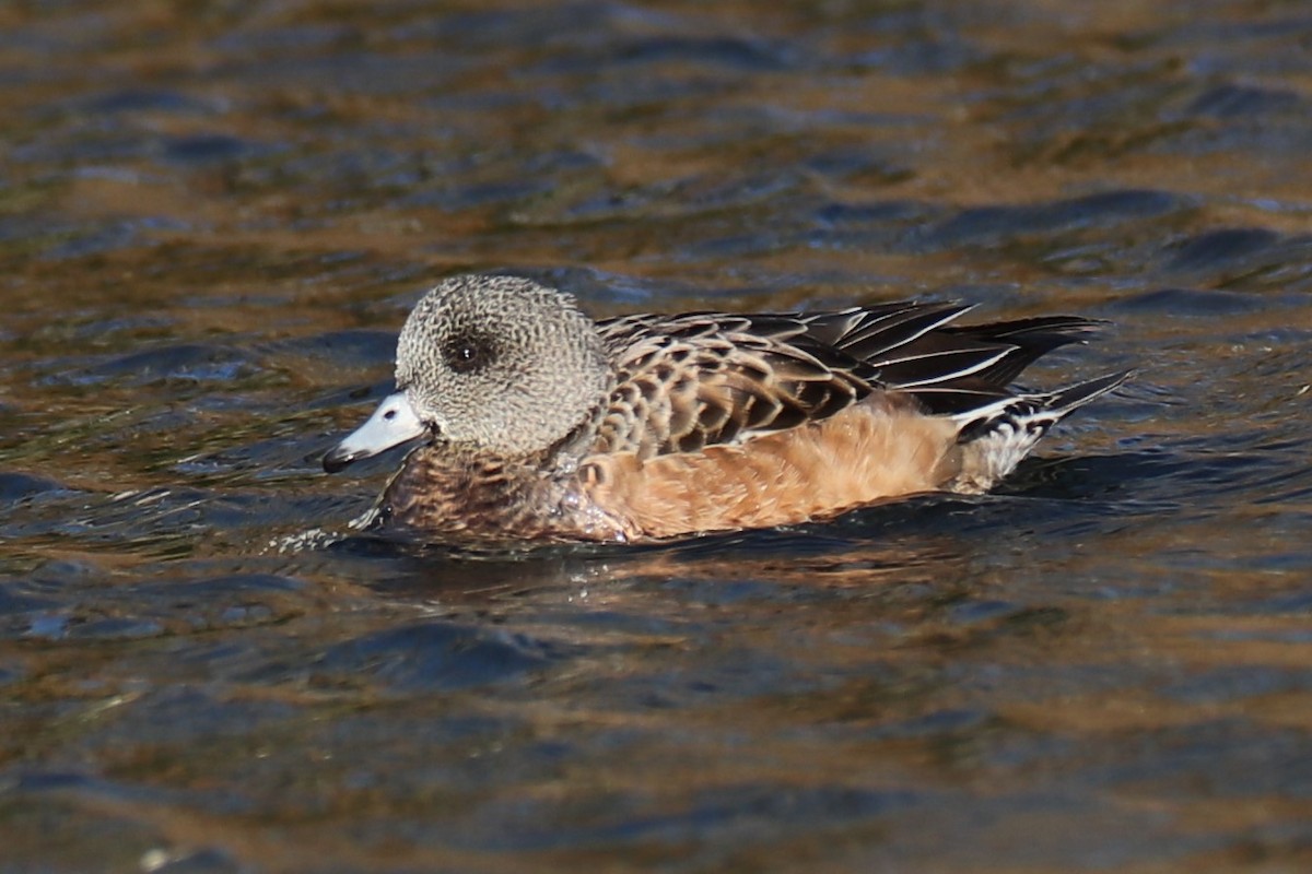 Silbón Americano - ML645996186