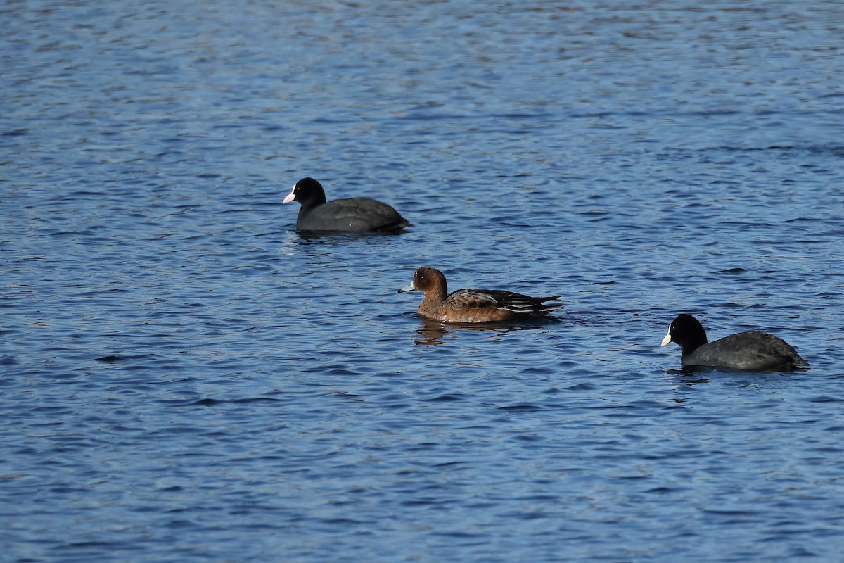 Fischione - ML645996189