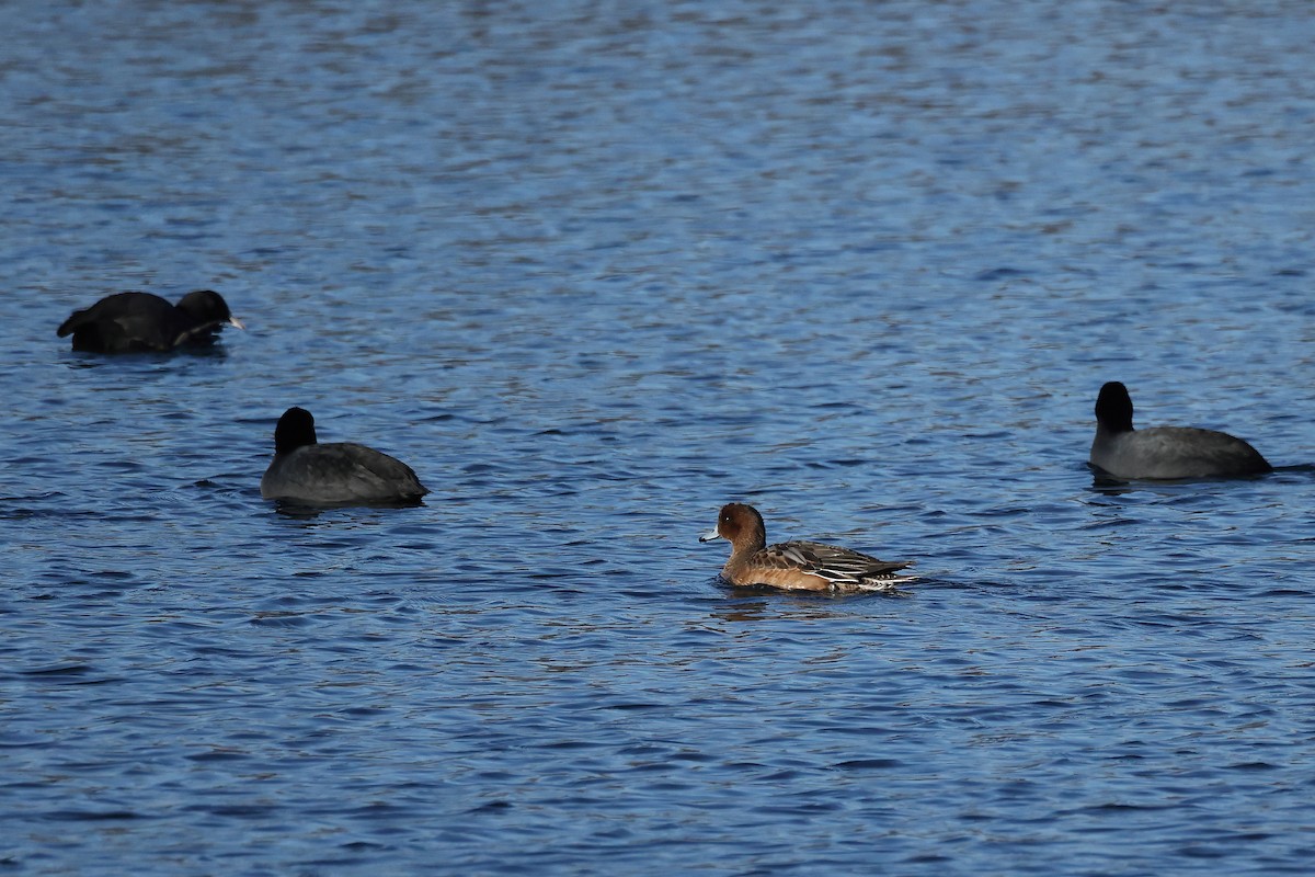 Fischione - ML645996190