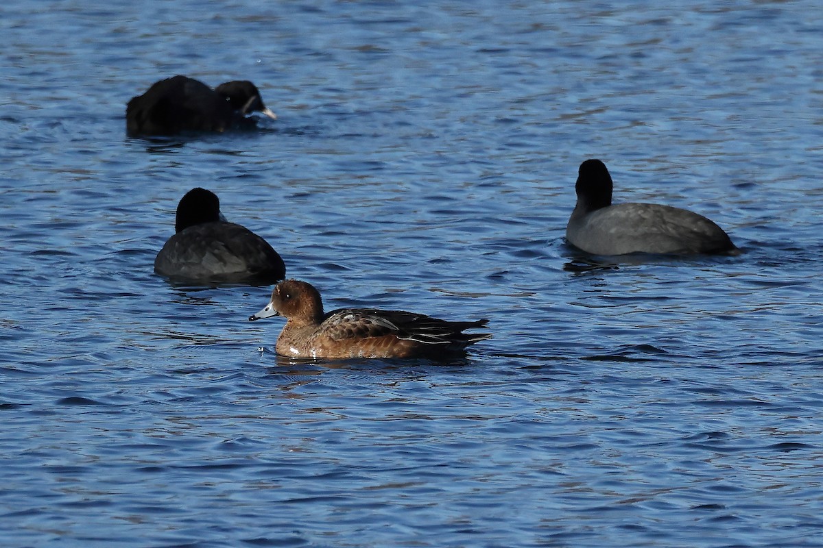 Fischione - ML645996191