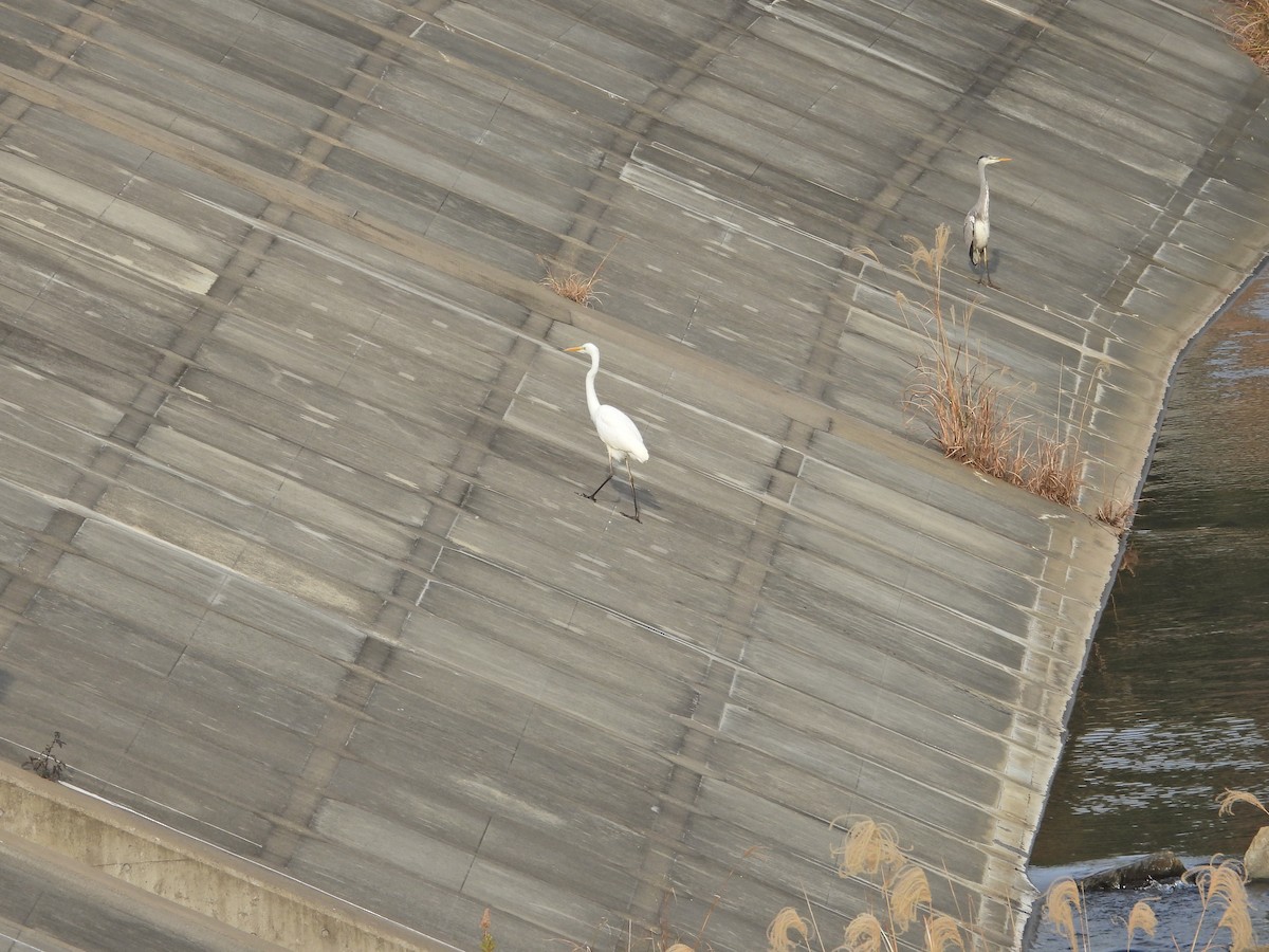 egretthegre - ML645996192