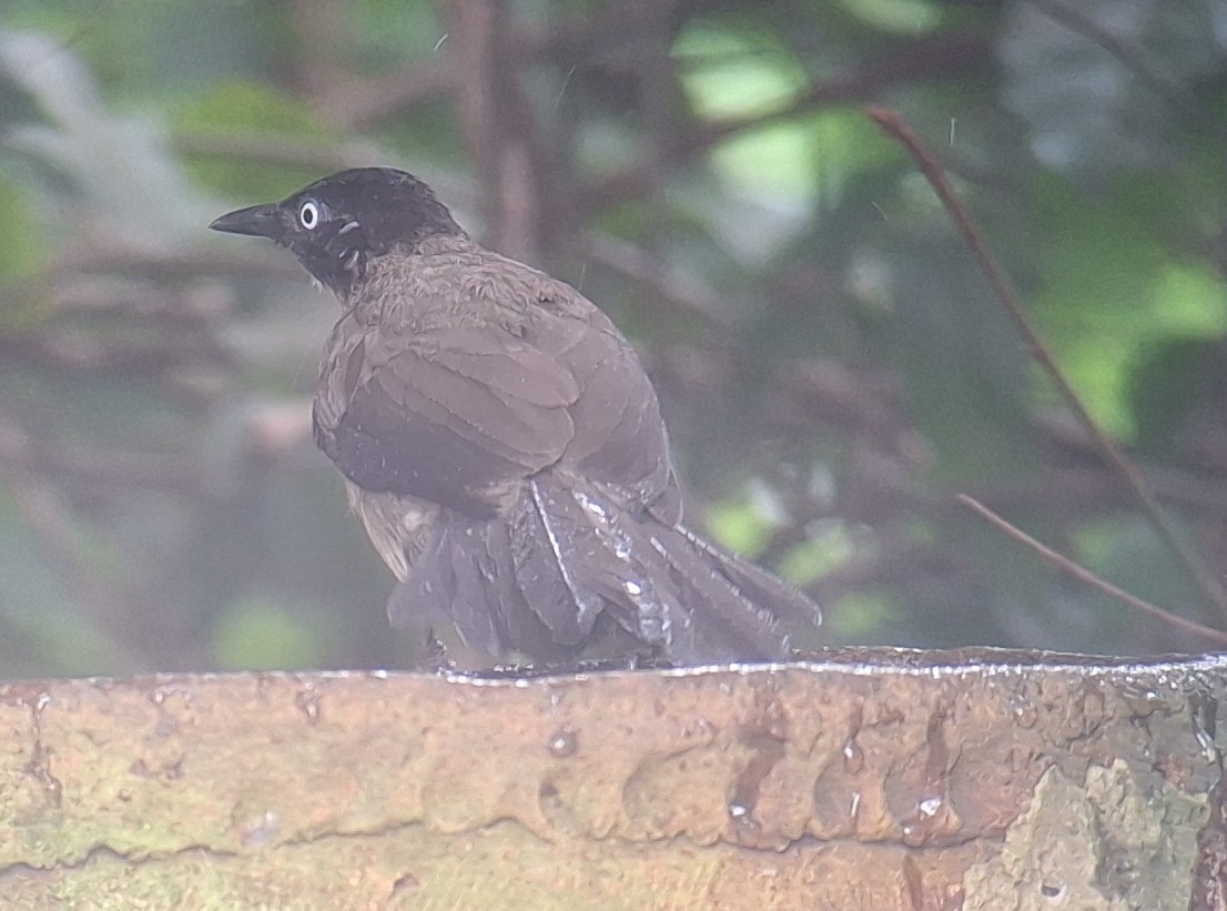 Blackcap Babbler - ML645996194